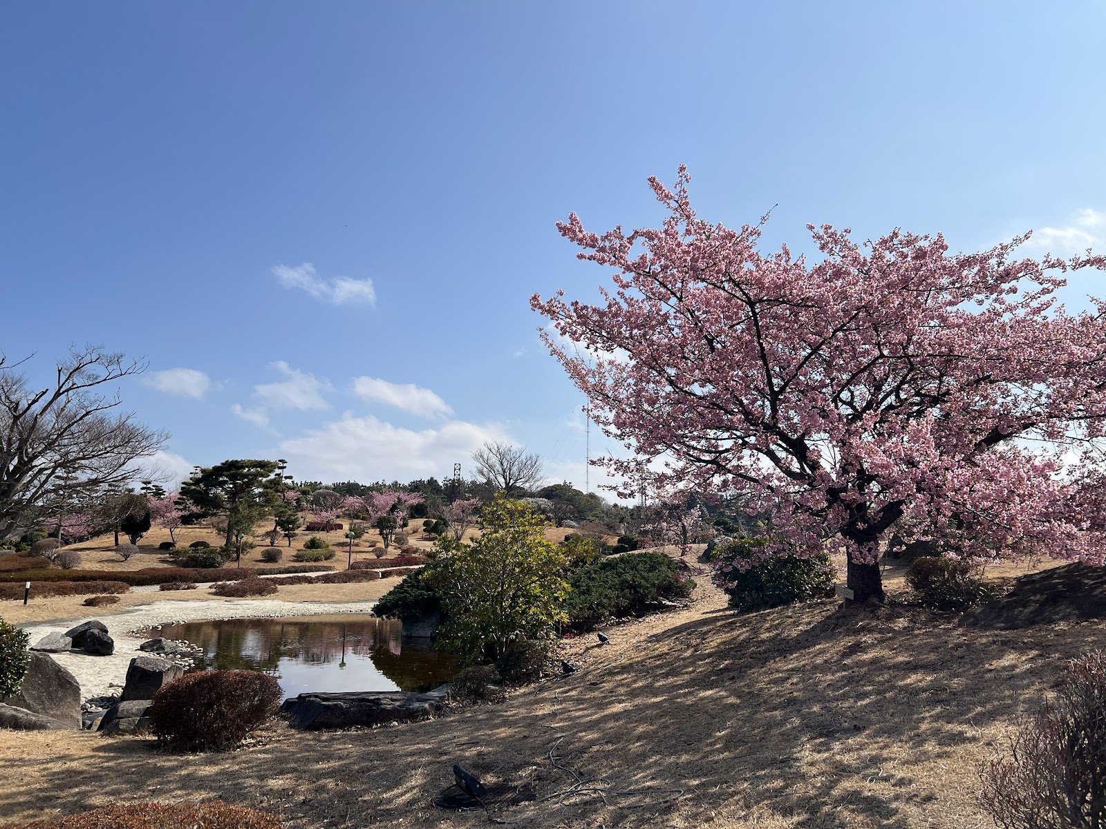 2月に咲いていたピンクの桜。初島は、日本で一番早咲きの桜である「あたみ桜」の穴場スポットだそうで、それだったのかも。