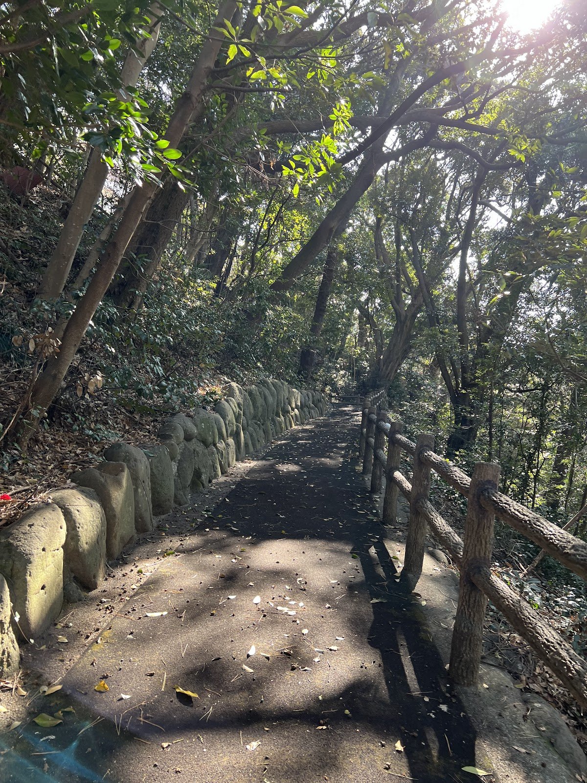 林の中の小道も気持ちいい。道なりに登っていくと、ところどころで海が見渡せます。